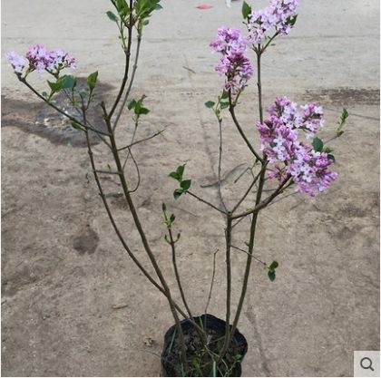 沭阳县紫丁香  4cm以下 0.5~1米 丁香花树苗盆栽四季紫丁香浓香