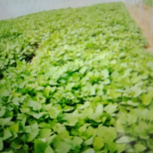 夏津县苏薯8号红薯苗 25~35cm