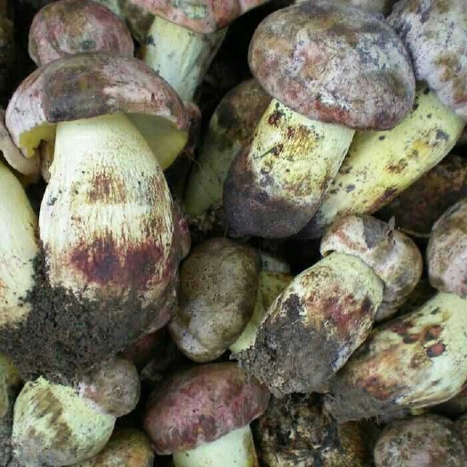 云龙县美味牛肝菌 干牛肝菌 野生牛肝菌