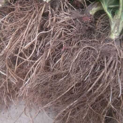 东海县妙香草莓苗 10~20公分 地栽苗