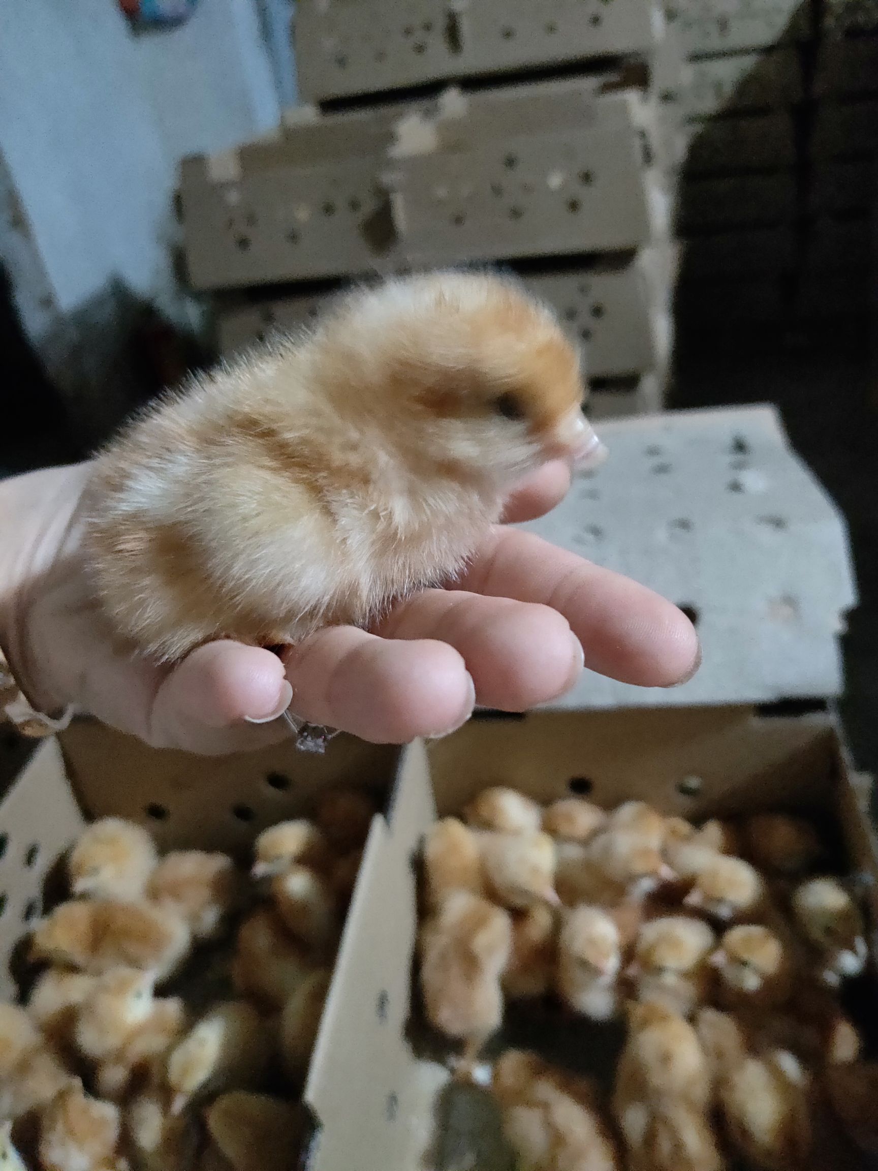 广州鸡苗孵化厂  海兰褐蛋鸡苗