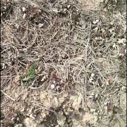 凤城市白头翁种苗