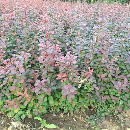 沭阳县透骨红 红花继木树苗球红花檵木