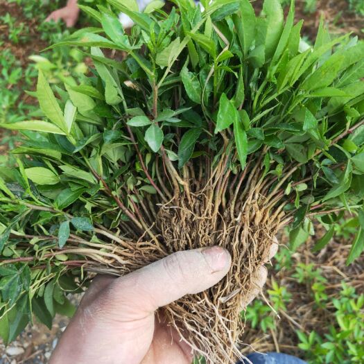金阳县九叶青花椒苗