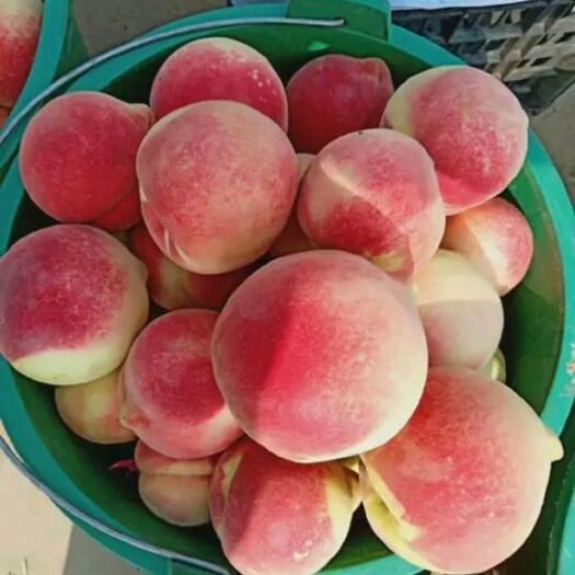 郑三毛桃  突围毛桃基地大量供应优质水果水蜜桃