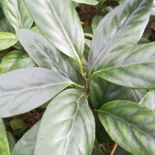 桂林粉红黑老虎苗