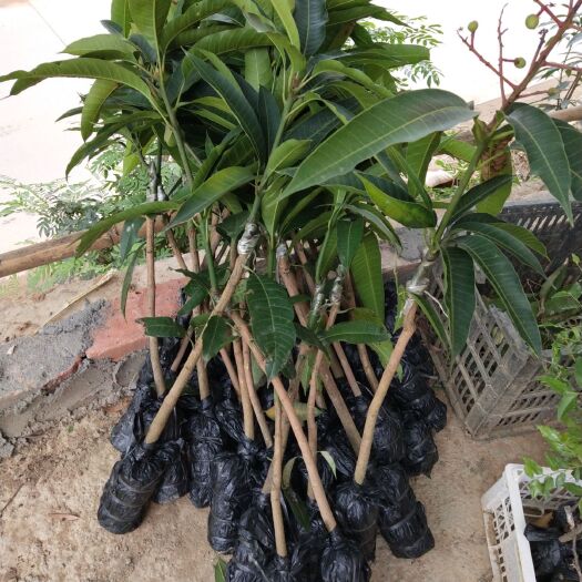 灵山县贵妃芒果苗 嫁接苗结果早产量高，抗病强