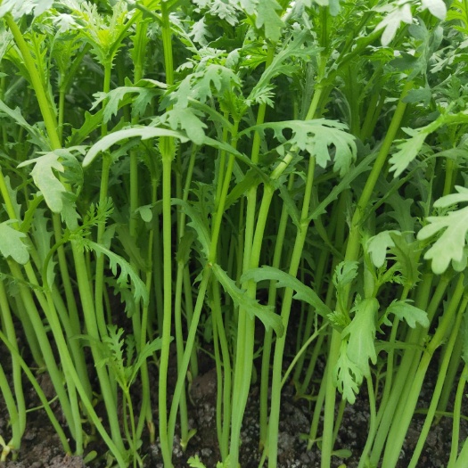 上海速生小白菜 15~20cm