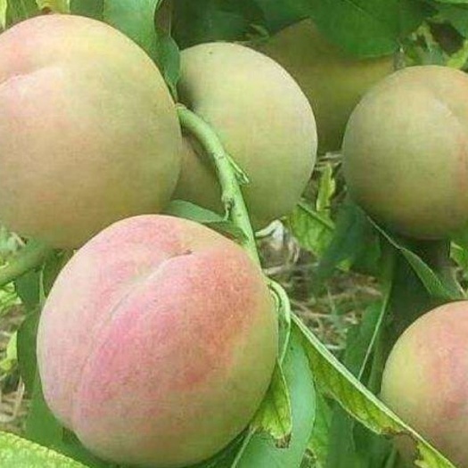 平邑县冬雪蜜桃苗 0.5~1米