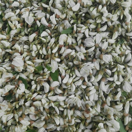 三门峡槐花
