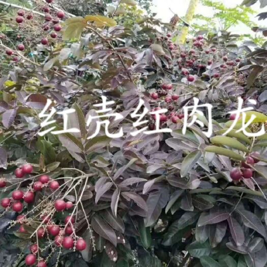 灵山县红皮龙眼苗