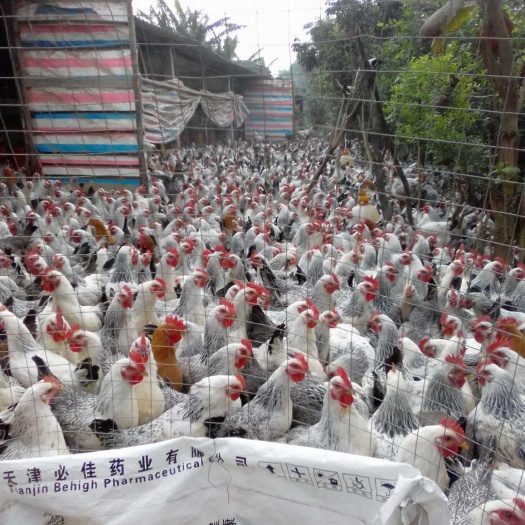 衡阳孵化场直销芦花鸡苗 统货