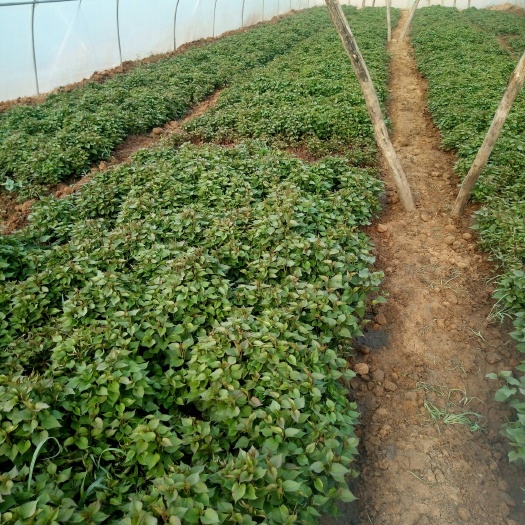 万荣县秦薯5号红薯苗  我的红薯今年又上市了，有意者现在可以预定了