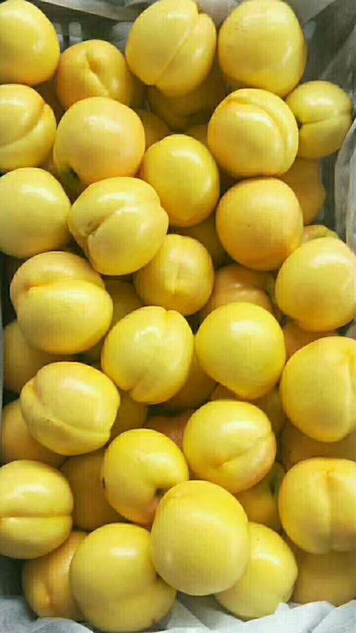 黄金黄桃 55mm以上 3 - 4两