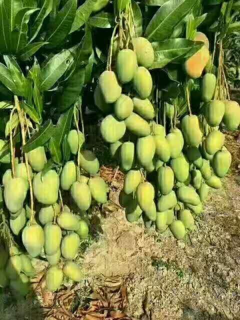 灵山县金煌芒果苗