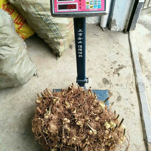 重庆市姜形黄精 块