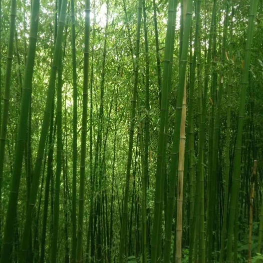 个旧市金竹 诚信经营质量保证合格
