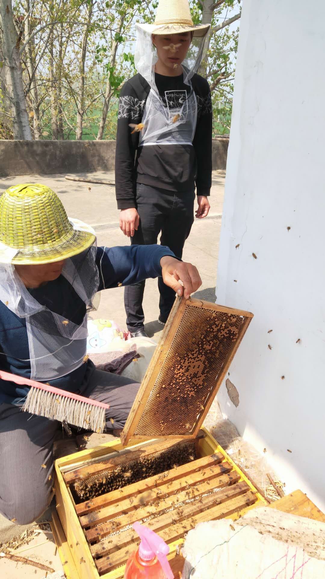 油菜蜜 塑料瓶裝 2年 