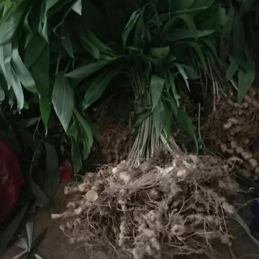 铅山县黄精种苗