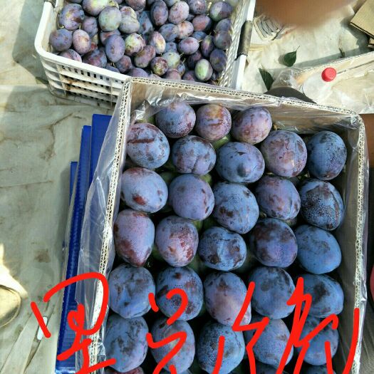 大荔县黑总统李子 50mm以上