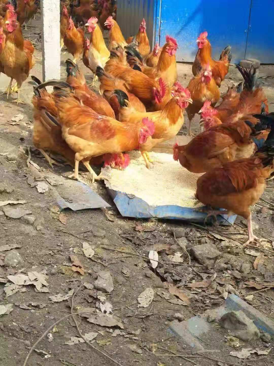 红公鸡苗