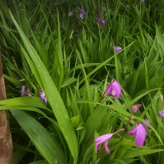 崇阳县紫花白芨苗 