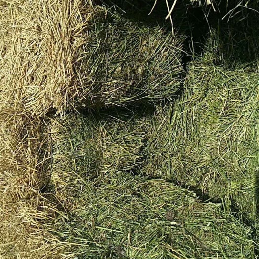 锡林浩特牧草