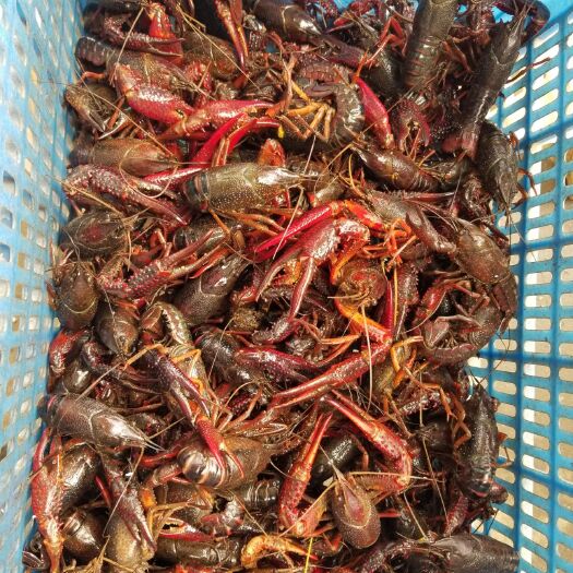 沙洋县潜江小龙虾 4-6钱 人工养殖