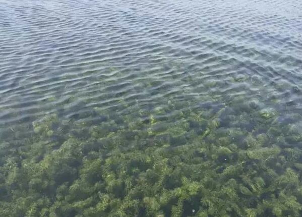 虾饲料 让水清爽鲜活，解水体毒