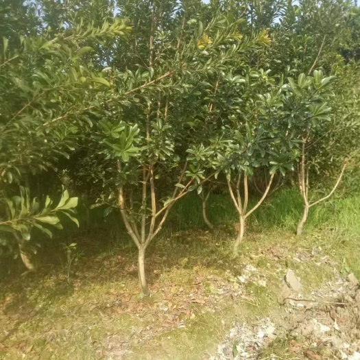 靖州县黑高峰杨梅树苗 大量供应各种一至十公分杨梅树，品种其全