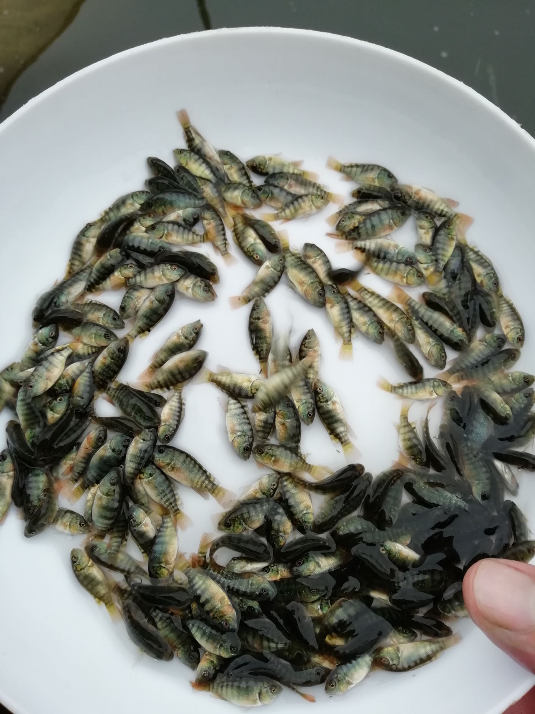 新吉富罗非鱼