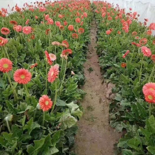 昆明非洲菊苗