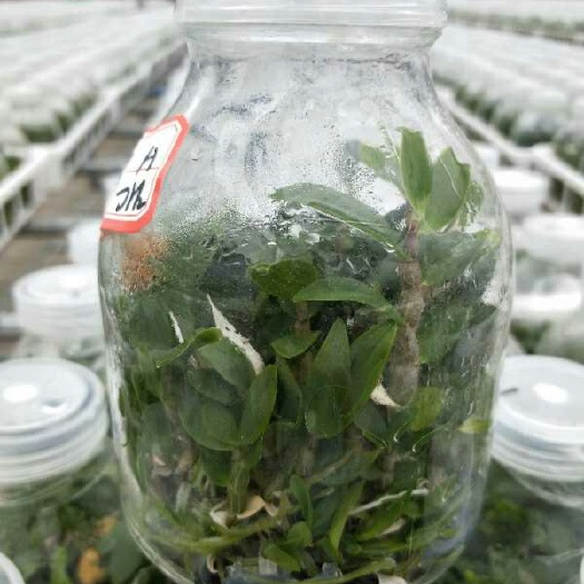 龙岩铁皮石斛盆栽 红杆软脚铁皮石斛瓶苗、阳光苗、种苗