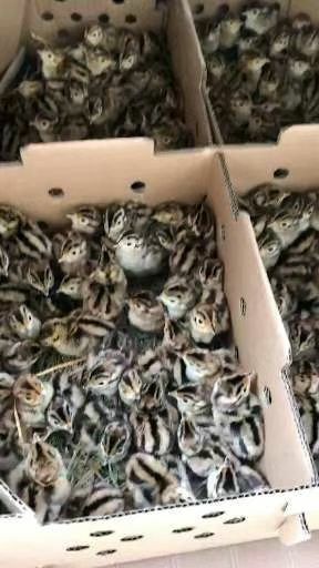 沭阳县草鸡苗