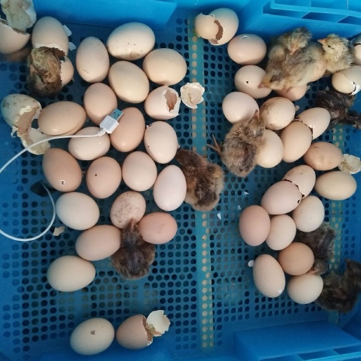 宝兴县土鸡种蛋 孵化 箱装