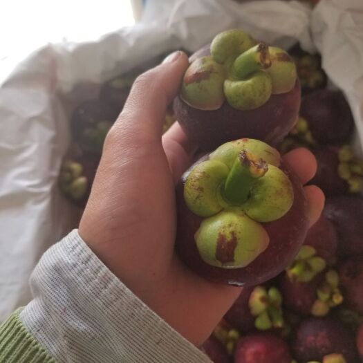 昆明油竹果