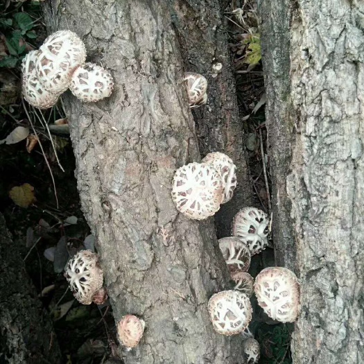 南漳县野生椴木花菇包邮冬菇新货香味好