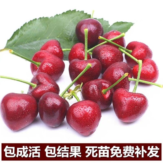 沭阳县黑珍珠苗