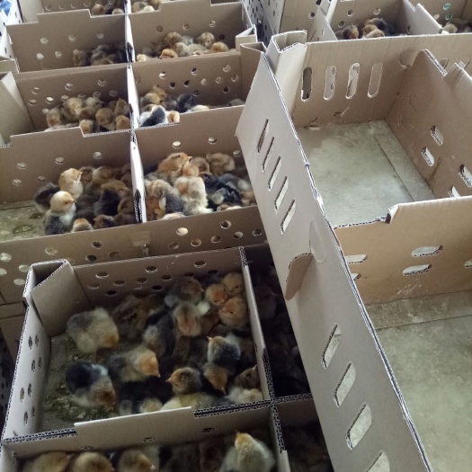南宁k9肉鸡苗882