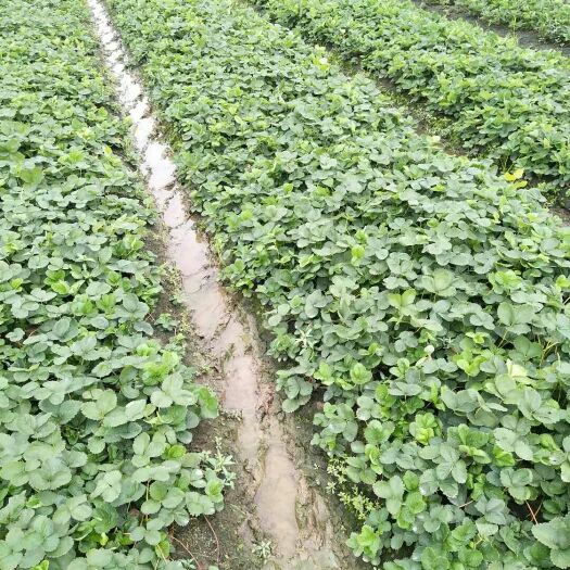 东海县红颜草莓苗 10~20公分 地栽苗