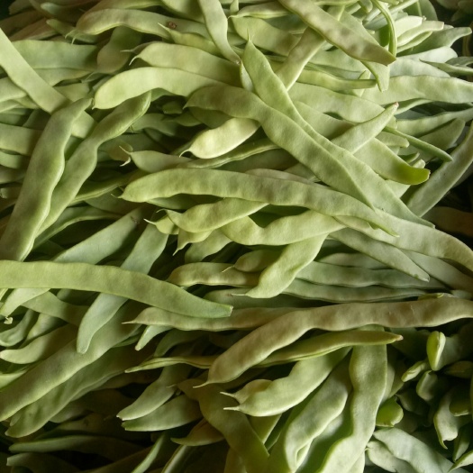 莘縣綠扁豆 扁豆莢