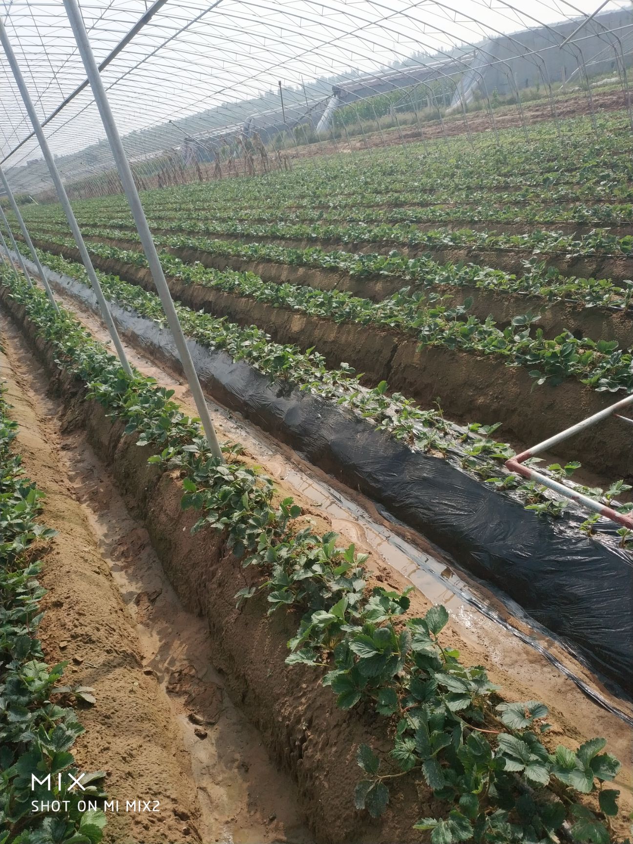 甜宝草莓苗 20~30公分 地栽苗