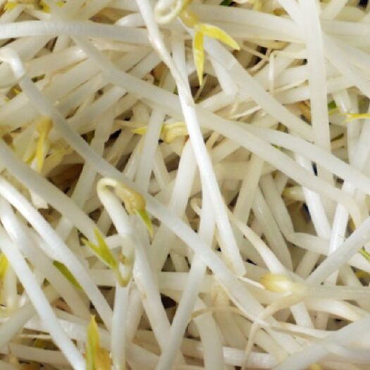 北京绿豆芽 5-10cm