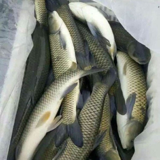 东平县草鱼苗