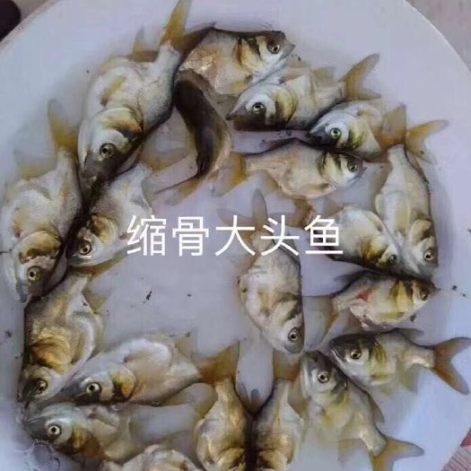 广州缩骨大头鱼苗