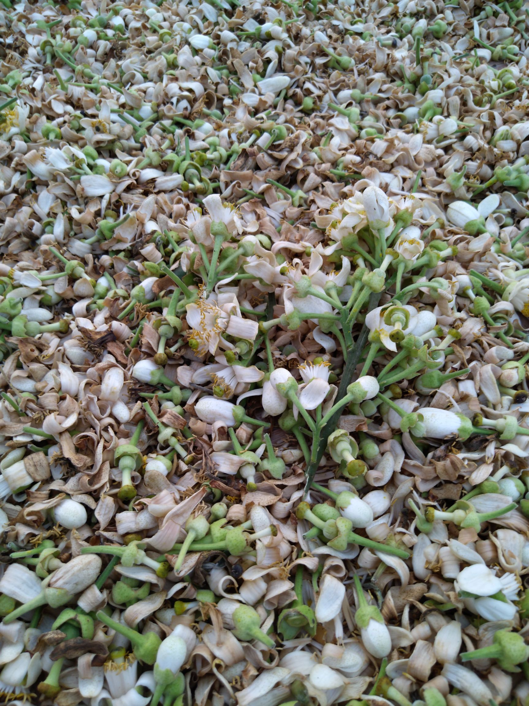 化州化橘红花 干净新采 一斤装