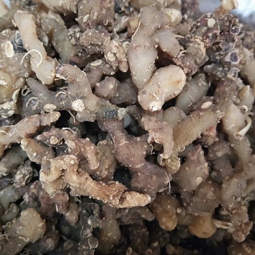 玉林滇黄精 块