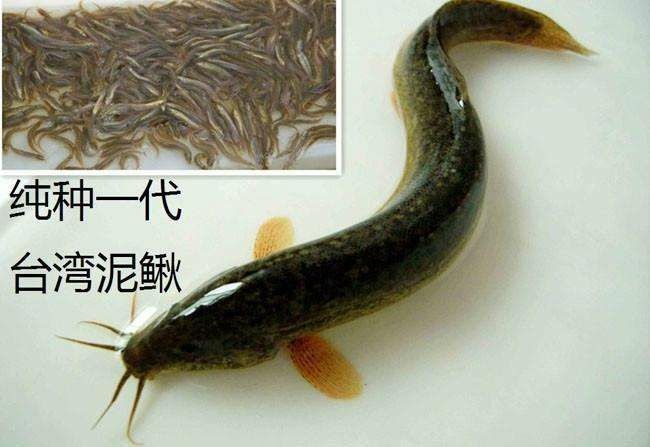 泥鳅  人工养殖 3-5cm
