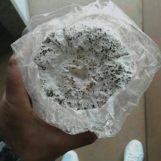 沛县鸡枞菌菌种 黑皮鸡枞菌包   菌棒