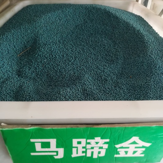 沭阳县马蹄金种子